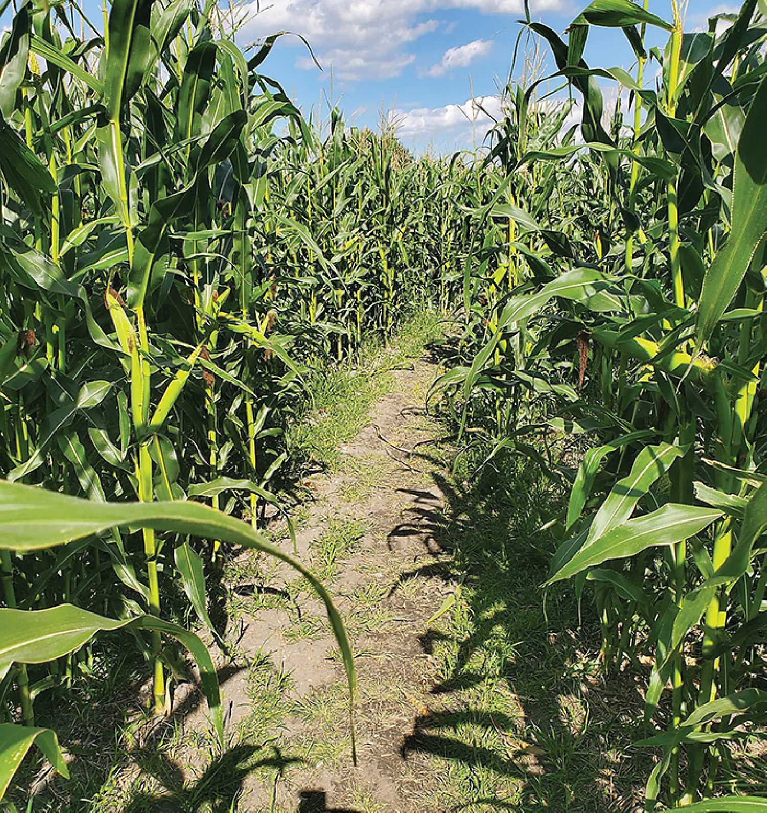 After a successful turnout last year, owner of McAuley Corn Maze said he will be opening up the maze to the public starting August 1.